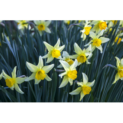 Yellow Daffodils - photographie sur toile tendue