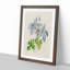 Illustration of Columbine Flowers - Picture Frame Painting Print-55579602-55579606