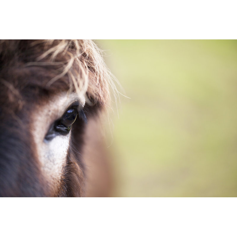 Donkey's Eye by Tolola - Wrapped Canvas Print, 30cm H x 46cm W