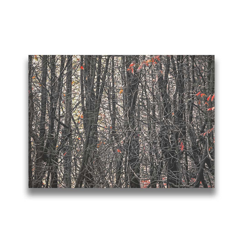 Dans le fourré par Hal Halli. Impression sur papier - Montée et encadrée avec de l'acrylique transparent, H 34 po x l 44 po