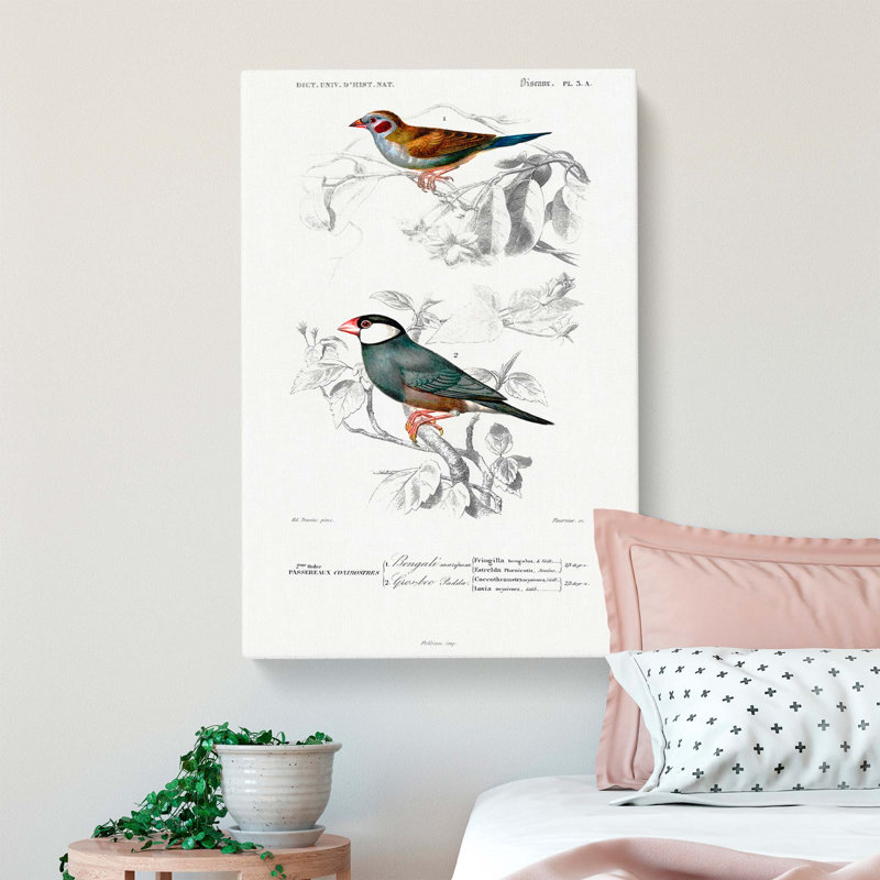 Cordonbleu & Java Sparrow Birds PL. 5A by Charles D' Orbigny - Wrapped Canvas Painting, 60cm H x 40cm W x 3cm D