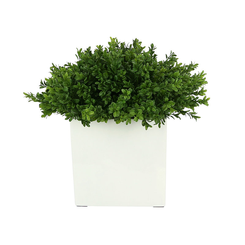 Boxwood Arranged In A Square Pot