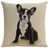 Beige/Brown Boston Terrier