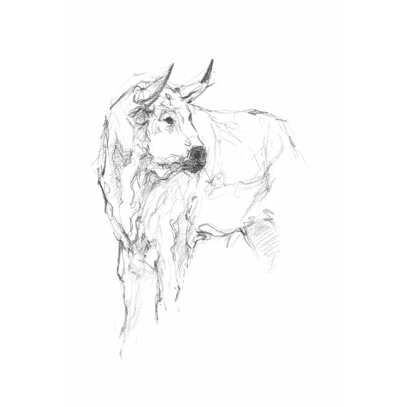 Bull Study II by Ethan Harper - Wrapped Canvas Print, 122cm H x 81cm W