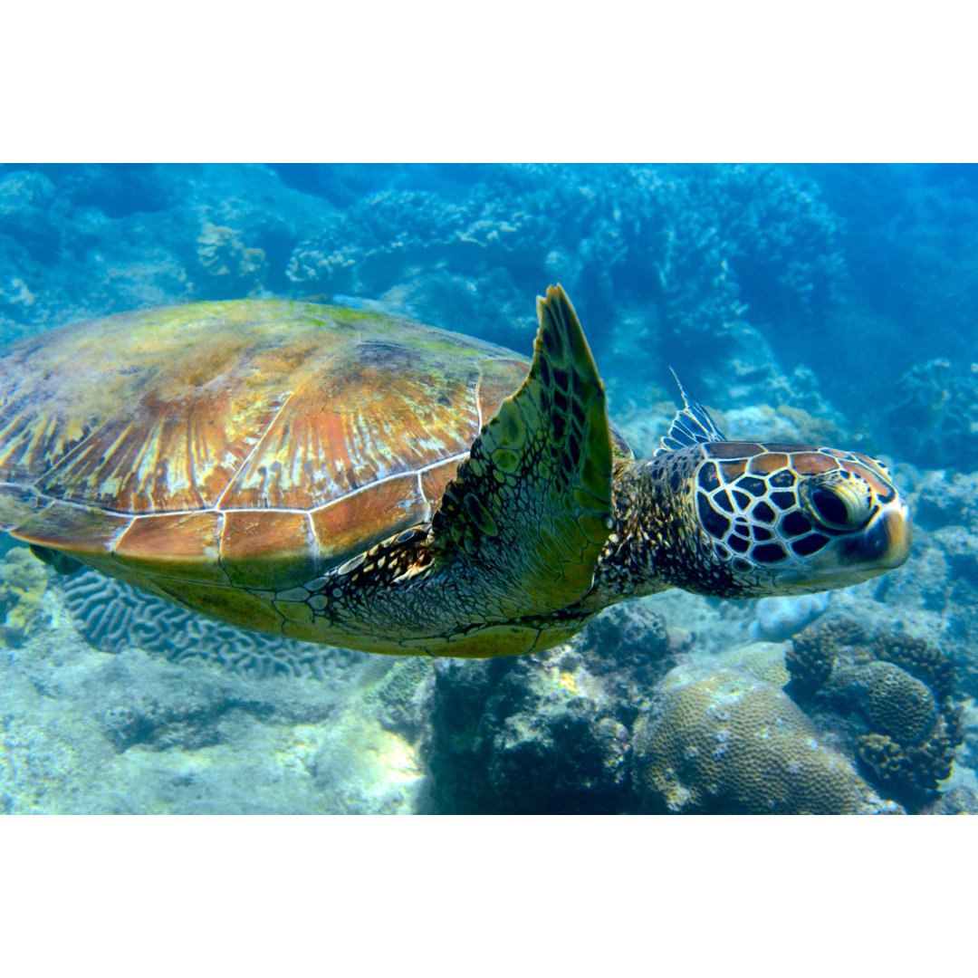 Nahaufnahme einer schwimmenden Schildkröte - Leinwandbild