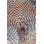 Chihuly Pheasant Fire Area Rug