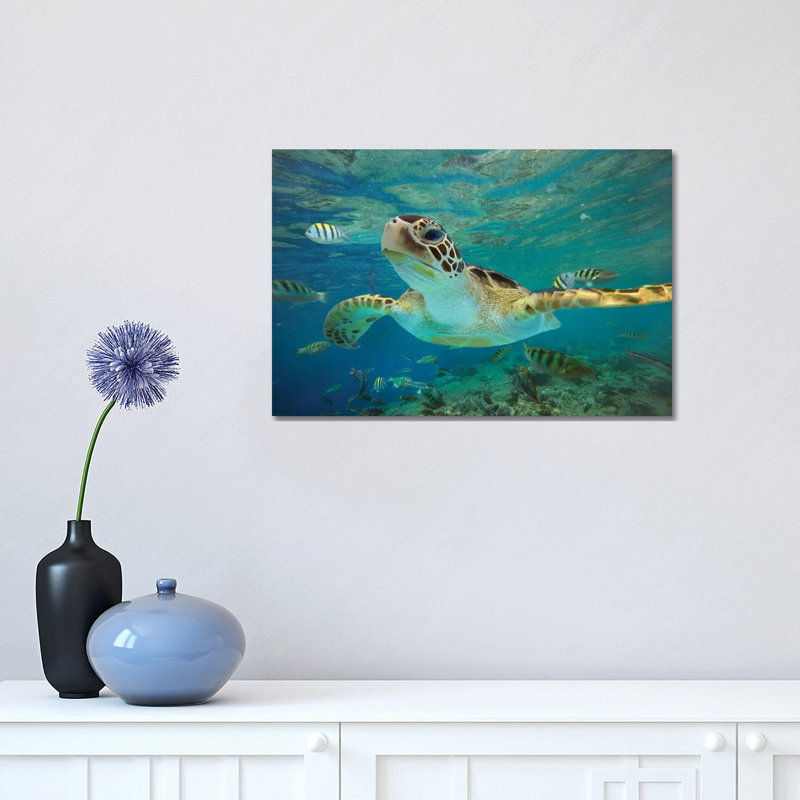 Green Sea Turtle, Balicasag Island, Philippines Ii by Tim Fitzharris - Wrapped Canvas Print, 20.32 cm H x 30.48 cm W