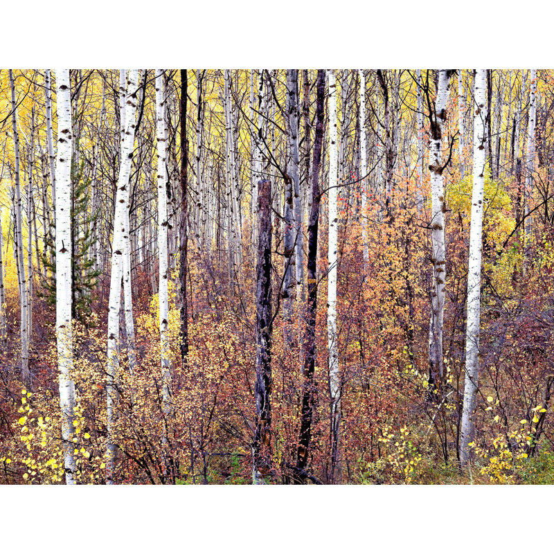 Swan Valley Autumn Portrait #2 Print by Bruce Heinemann, Black Framed Paper, 17.25" H x 21.25" W x 0.88" D, White