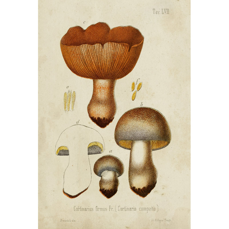 Mushroom Varieties I - Art Prints, 122 cm H x 81 cm W, Wrapped Canvas