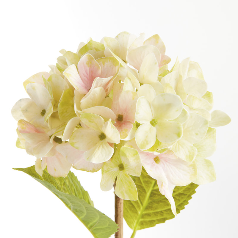 TIGES HYDRANGEA 18 po, ENSEMBLE DE 6, Vert clair