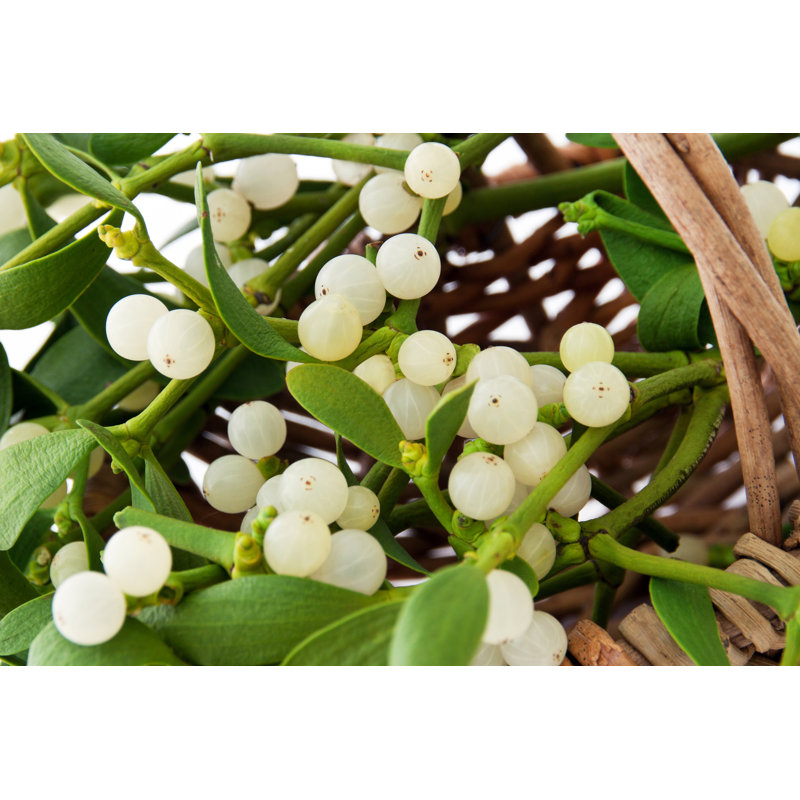 Mistletoe Plant Close Up - Wrapped Canvas Print, 30cm H x 46cm W x 3.8cm D