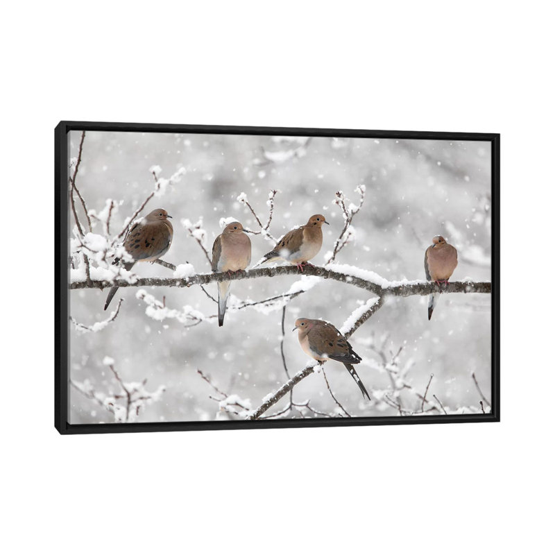 Mourning Dove Group in Winter, Nouvelle-Écosse, Canada II par Scott Leslie - reproduction de photo sur toile tendue