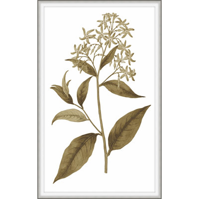 Sweet Preservation 3 Framed Print