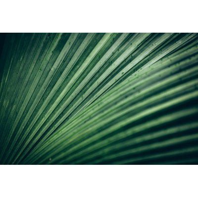 Palm Leaf Background by 35007