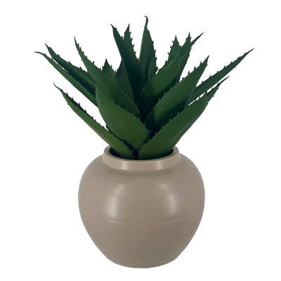 Aloe in Ceramic Pot