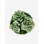 Sandy Ceramic Succulent Arrangement