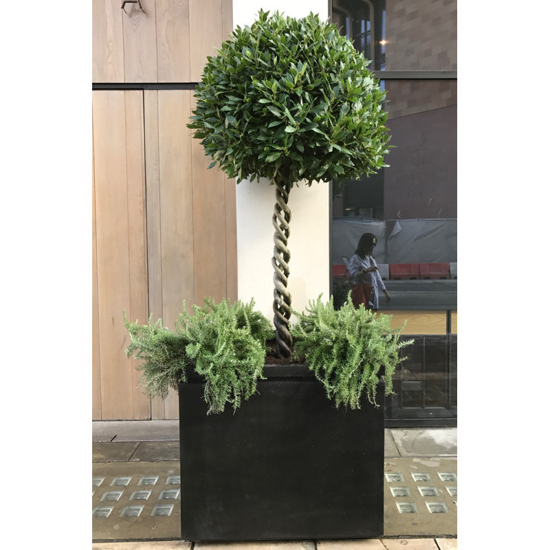 Melvina Handmade Pot Planter, H55 x W60 x D60cm