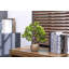 Ensemble de 2 arbres à bonsaï de 14 po avec de vraies feuilles de toucher, dans un vase en céramique beige moderne