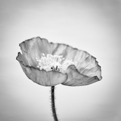 Hooli Poppy Close-up - Wrapped Canvas Print