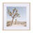 Joshua Tree 1 by THE Studio a Framed Art Print Matted under Glass