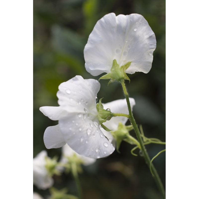 Georgianne Sweet Pea Cultivar - Wrapped Canvas Print, 46cm H x 30cm W x 3.8cm D