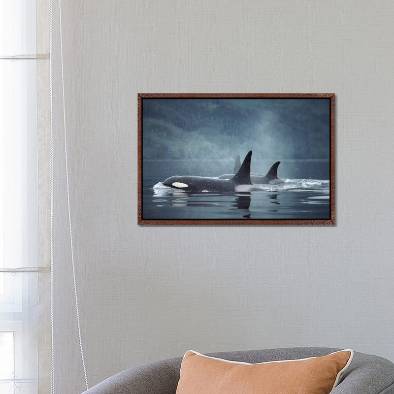 Orca Group Surfacing, Johnstone Strait, British Columbia, Canada by Flip Nicklin - Print on Canvas, 66.04 cm H x 45.72 cm W