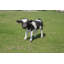 Statue vache debout-120614051