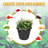 10pcs 2-Gallon Short Circular Pure Black Plastic Flower Pots Suitable For Indoor And Outdoor Flower Planting, Reusable, Essential Tool For Gardening Enthusiasts-378836812