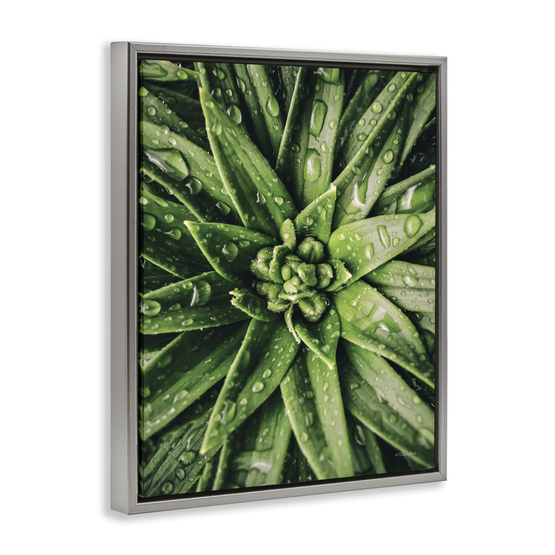 Succulent in Rain Gold Framed Floater Canvas Wall Art by Susan Ball, Lustre Grey Floater Frame, 21" H x 17" W