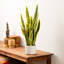 Faux Snake Plant in Cement Pot
