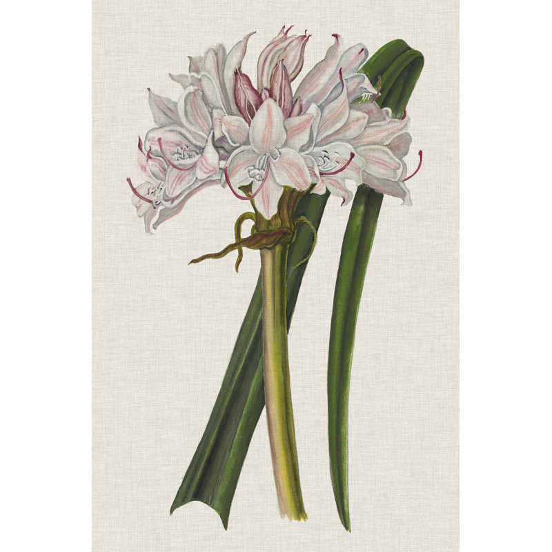 Crinium lis I, H 18 po x l 12 po