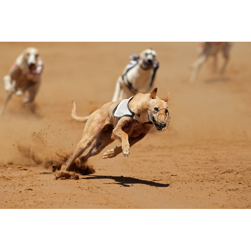 Sprinting Greyhound - Wrapped Canvas Print, 30cm H x 46cm W x 3.8cm D