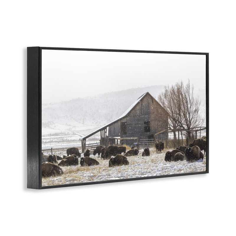 Giclée encadrée de Colorado Buffalo Snowy Farm, conception de Jeff Poe, H 12 po x l 18 po, Giclée encadrée noir minuit