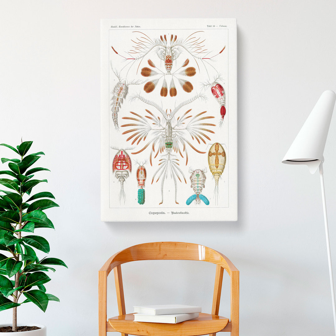 Copepod Crustaceans by Ernst Haeckel - Wrapped Canvas Painting