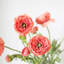 Ranunculus Faux Floral-1373698712
