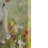 Lamb Canvas Wall Art