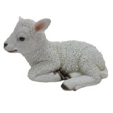 Lamb Lying