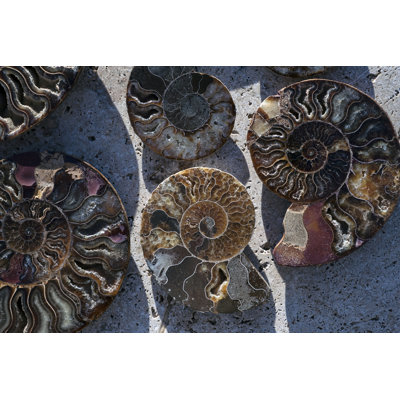Gifts Of The Shore XV by Elena Ray - Print on Canvas