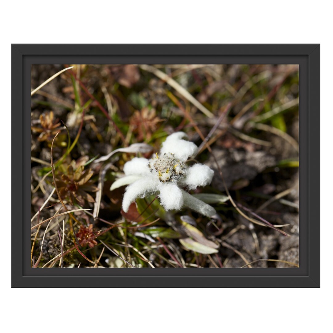 Gerahmtes Wandbild watteüberzogene Blüte