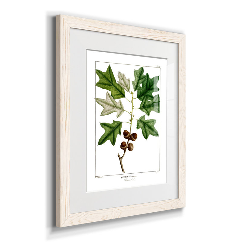 Bears Oak - Peinture encadrée sur papier, Blanc, H 24 po x l 18 po x P 1,5 po