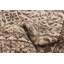 Tapis crème Thiazi 3 pi 8 po x 6 pi 3 po