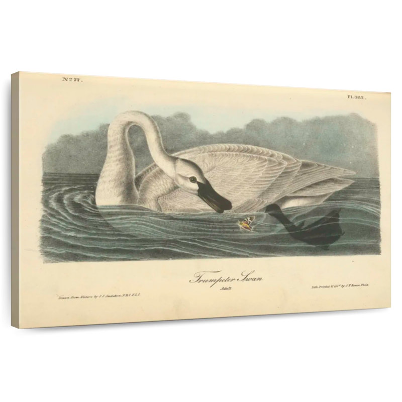 Cygne Brampt, H 32 po x l 48 po