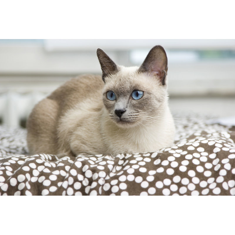 Siamese Cat Lazing by Ertekmali - Wrapped Canvas Print, 61cm H x 91cm W x 3.8cm D