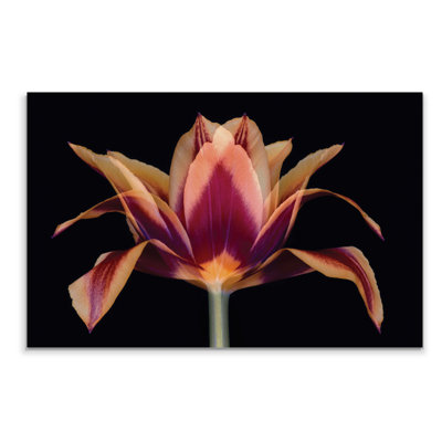 «Red Tulip», reproduction