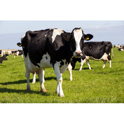 Cows 1 Piece Wrapped Canvas Wall Art