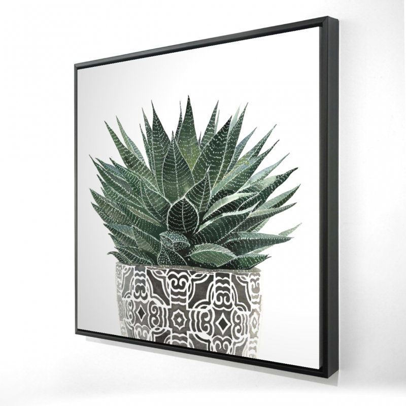 " Zebra Plant Succulent "