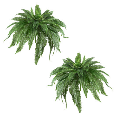 Ensemble de 2 plantes fougères Boston