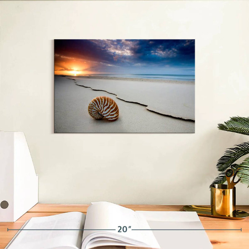 Fraser island beach shell Aletra, H 8 po x l 12 po
