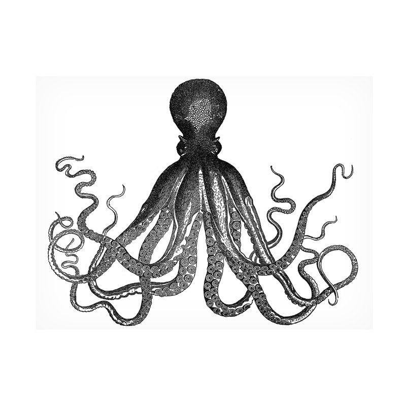 Art sur toile Marcus Jules Octopus, H 35 po x l 47 po