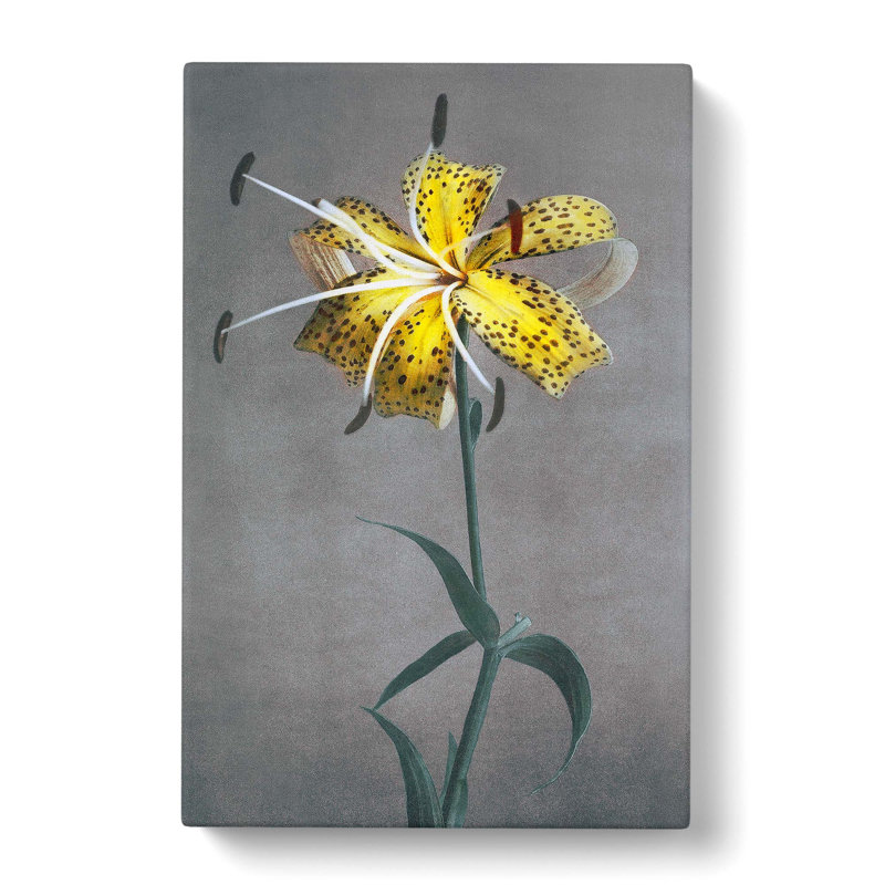 Yellow Lily by Kazumasa Ogawa - Wrapped Canvas Painting Print, 76cm H x 50cm W x 3cm D
